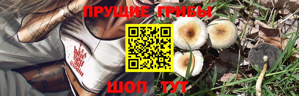 Галлюциногенные грибы Psilocybe Волгоград