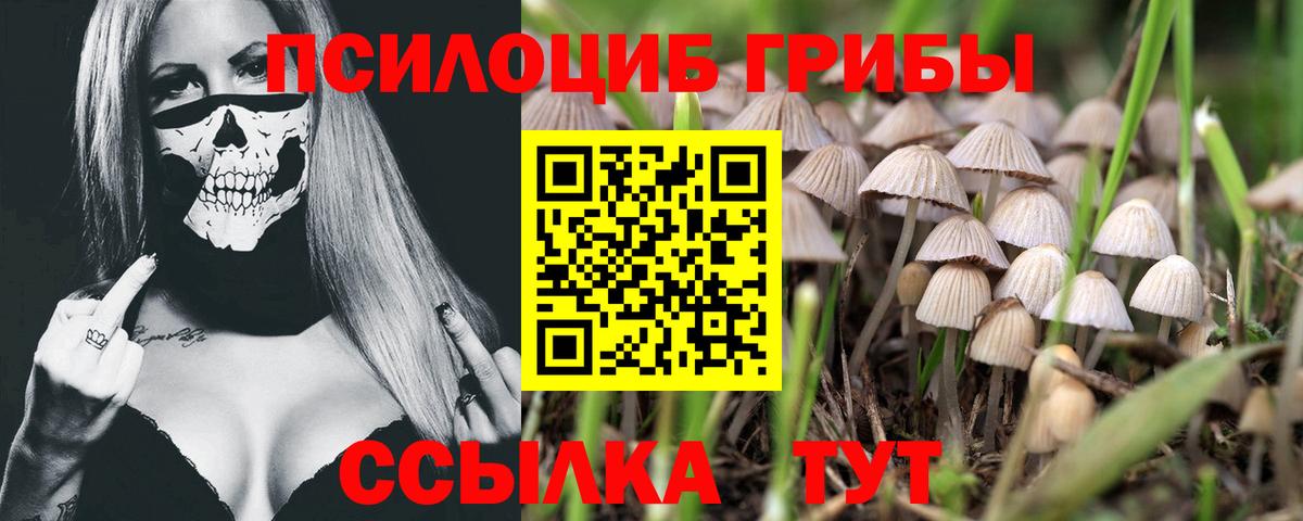 Волгоград  Псилоцибиновые грибы Psilocybe  Вход с VPN 